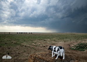 Cow calls to his people.
