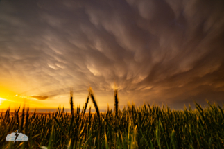 The light was incredible, especially as it played in the wheat.