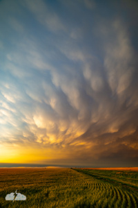 Mammatus over the fields southeast of St. Francis, Kansas.