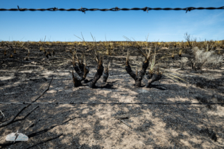 A bleak and blackened landscape thanks to wildfires. A bleak and blackened landscape thanks to wildfires.