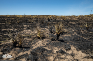 Scorched earth thanks to wildfires near Meade, Kansas. Scorched earth thanks to wildfires near Meade, Kansas.