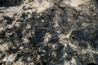 Plants after the fire. Plants after the fire.