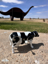 At the Cimarron Heritage Center in Boise, City, Oklahoma, we shot a timelapse with Cimmy the apatosaurus. At the Cimarron Heritage Center in Boise, City, Oklahoma, we shot a timelapse with Cimmy the apatosaurus.
