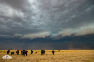 We had a productive day in Amarillo, then joined Bill Hark and headed northwest just in time to intercept a line of storms west of Dumas, Texas. We had a productive day in Amarillo, then joined Bill Hark and headed northwest just in time to intercept a line of storms west of Dumas, Texas.