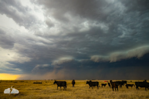 That dust and the structure signified the storms becoming outflow-dominant.