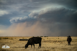 The dust looms. The cows seem nervous. Maybe because of us. The dust looms. The cows seem nervous. Maybe because of us.