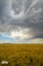 Clouds and virga over the wheat. Clouds and virga over the wheat.