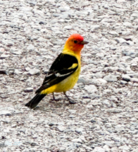 Bad phone pic of a Western Tanager in the hotel parking lot.