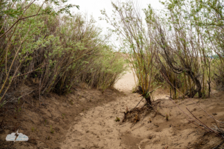 One of the paths offering access to the dunes. There's often a shallow stream to cross but it wasn't there when we visited.