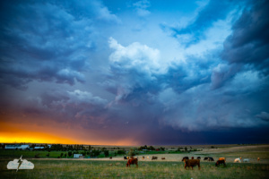 Amazing color, the wee weird funnel, and cows. What a Kansas scene!