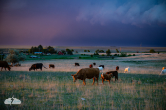 Howdy, cows.