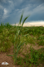 Stray wheat and the stormy sky.