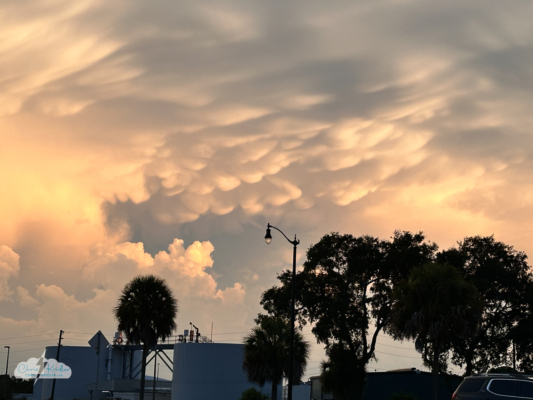 Very unusual mammatus (for Florida) appeared in a strong storm in the Melbourne area June 23. Very unusual mammatus (for Florida) appeared in a strong storm in the Melbourne area June 23.