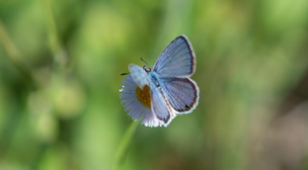 Florida’s tiny blue butterflies may be fluttering around your wildflowers
