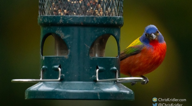 Spring 2021’s backyard birds – beautiful and surprising feathered visitors