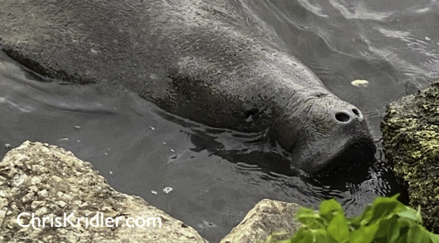 1 April 2021: Video of sweet close-up encounter with manatees in the Indian River Lagoon