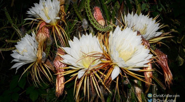 The magic of night-blooming cereus, 2021 edition