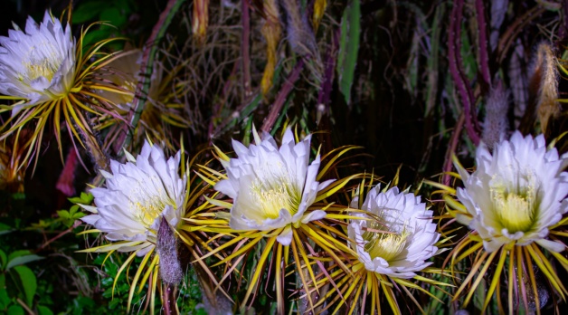 Flower Fireworks: Night-Blooming Cereus – a lovely mini-documentary