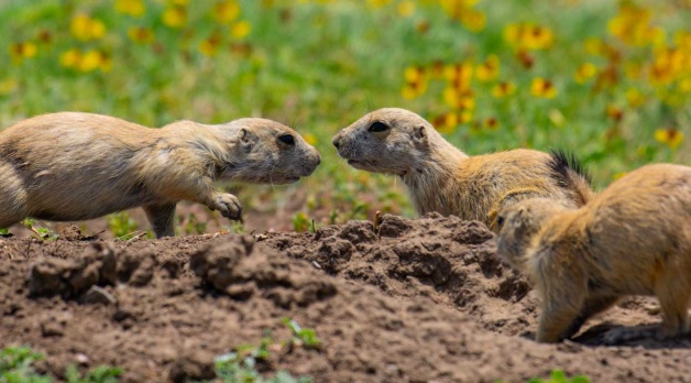 Prairie dog playtime! Adorable critters frolic in the Wichita Mountains Wildlife Refuge