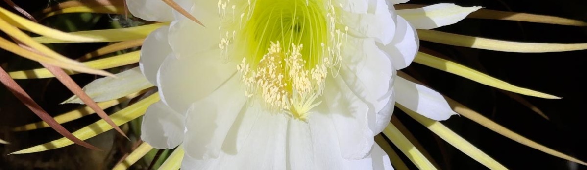 The return of the night-blooming cereus: petal power time-lapse, 2025 edition