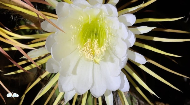 The return of the night-blooming cereus: petal power time-lapse, 2025 edition