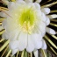 The return of the night-blooming cereus: petal power time-lapse, 2025 edition