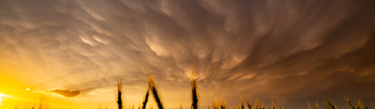 The light was incredible, especially as it played in the wheat.