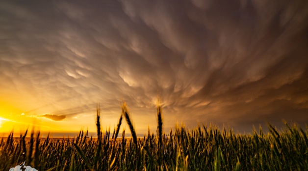 The light was incredible, especially as it played in the wheat.