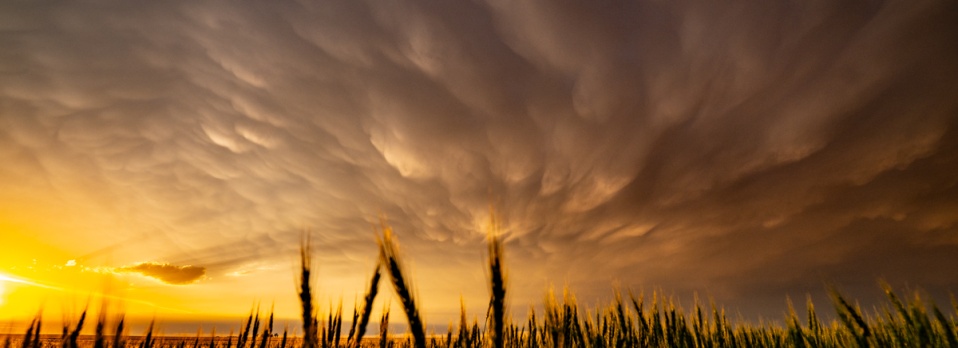 The light was incredible, especially as it played in the wheat.