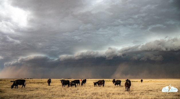 The beginnings of the haboob near Dumas, Texas, May 23, 2026.