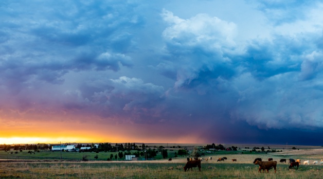 29 May 2026: We’ve got cows! Storm chasing from Colorado to Kansas